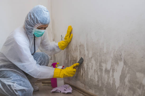 Best Toxic Mold Removal  in Bennington, NE
