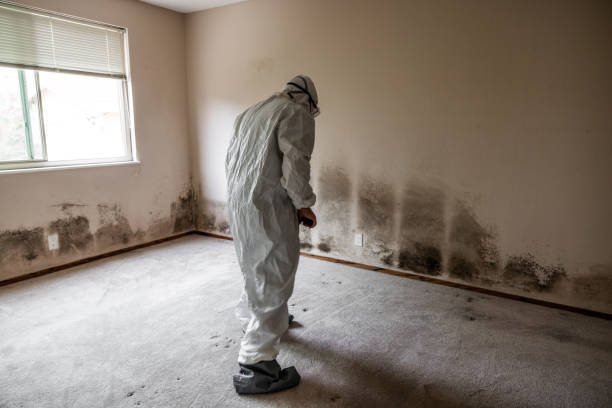 Best Attic Mold Removal  in Bennington, NE